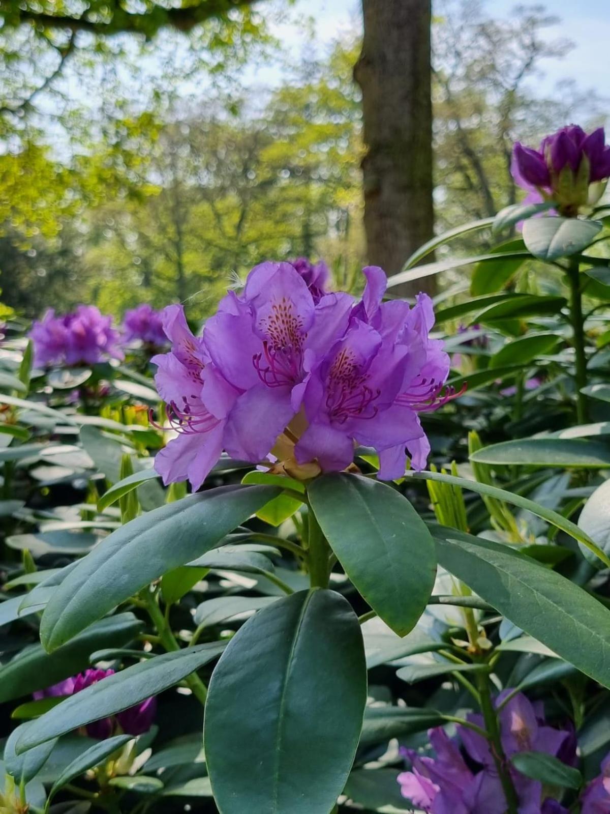 Villa Berk En Heide Rosmalen Dış mekan fotoğraf
